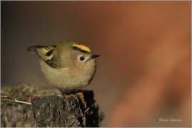 <p>KRÁLÍČEK OBECNÝ (Regulus regulus) /Coldcrest - Wintergoldhähnchen/</p>